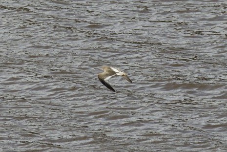 A redshank in flight over the Tyne. © Jonathan Siberry, Licensed for Reuse Under Creative Commons (CC-BY-2.0 UK) via Flickr